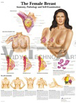 The Female Breast - Anatomical Chart